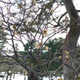 癸卯年スタートしました