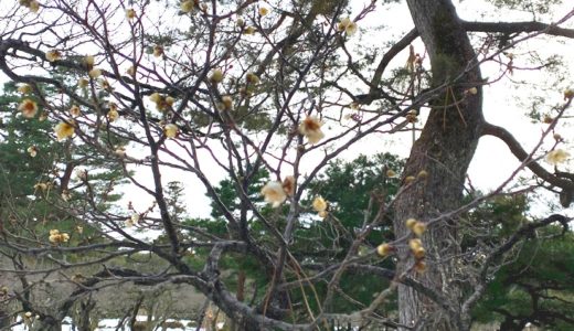 癸卯年スタートしました